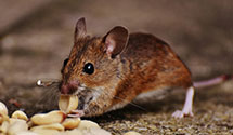 24 Hour & Emergency Exterminators in High Rolls Mountain Park, NM